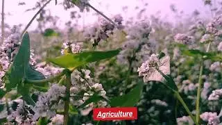Assam agricultural video | india national anthem | agriculture l farming video&bull;