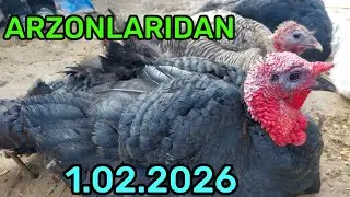 1.02.2026 PARRANDA NARXLARI QARSHI KARVON MOL BOZORIDA 
