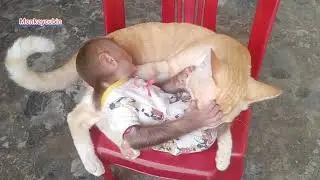 Morning Chaos with My Baby Monkey Cubin and Cat – Cutest Play Fight Ever!