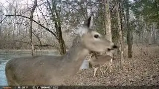 Deer, squirrels, and a coyote
