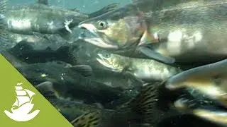 Salmon: the seed of Alaska’s future generations