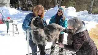 Combing a cashmere goat
