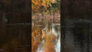 Blue Heron Hunting in Golden Autumn Light 🍂🪶#BlueHeron #AutumnVibes #WildlifeShorts   #GoldenLight