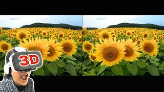 [3D video SBS] Sunflowers bloom over 100,000 square meters.