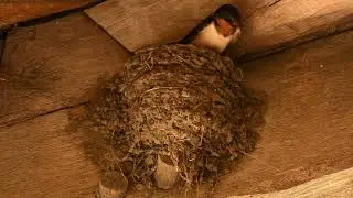 Barn Swallow 4K Ultra HD Beautiful scene #subscribe #wildlife #epic #geographic #music #birds
