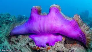 Diving and camping on the inshore Great Barrier Reef again