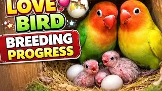 Love Bird Ande Ka Sach | Hatching Time Explained  2026