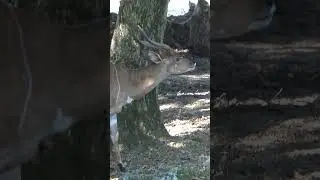 Nyala antelope
