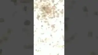 Exploring Paramecia Under the Microscope/&Agrave; la d&eacute;couverte des param&eacute;cies: Observations microscopiques