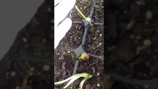 Cyclamen Seedlings