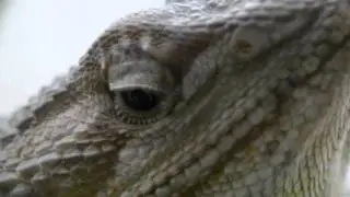 Panasonic FZ100 video sample : test with Raynox 250 + Raynox 150 (1080i)