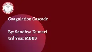 Coagulation Cascade