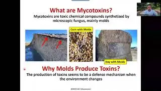 Molds and mycotoxins in dairy cattle: Effects, diagnosis and control.