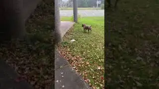 Bully&rsquo;s at the park for a run