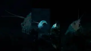 The Deep-Sea Shrimp That Shouldn&rsquo;t Exist #animals #marinemystery #facts