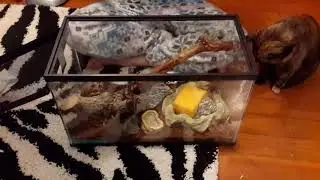 Tarantula Feeding Time! (Pink Toed Tarantula)
