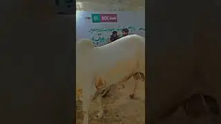 #karachimandi #karachimandi2025🐂🔥📸❤️ #cattlefarm #cow #shortvideo #shortsfeed #shorts