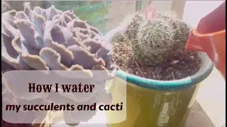 How I water all of my succulents and cacti plus an air plant haul