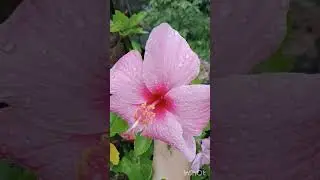 #naturelovers #naturephotography #naturesounds #nature #naturecreativity