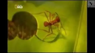Formigas-Cortadeiras (As Sa&uacute;vas)