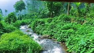 Goodbye Insomnia with Flowing Stream Water & Gentle Nature Sounds for Instant Sleep