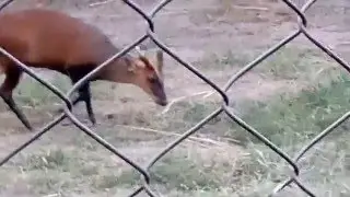 The Indian muntjac (Muntiacus muntjak), also called red muntjac and barking deer