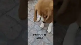 Beagle Army and training