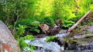 Soothing River Stream ASMR – 10 Hours of Natural Relaxation #asmr #asmrsounds #asmrvideo