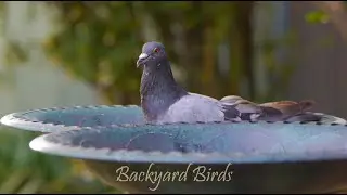 Backyard Birds [Panasonic LUMIX GH2]