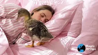 My Duckling Wakes Me Up Gently Every Morning | Magic Wingz 
