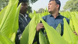 Rcm Harit Sanjeevani All Products Use Turmeric plant wonderful result 2024/2025 hingoli maharashtra