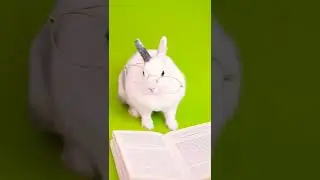 Bunny rapping #boomboom
