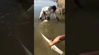 Net fishing in small fish🐠🐋🐟 #fishing #shorts #viral #fish #farhanfishing
