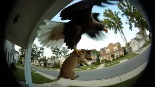 Moments Eagles & Other Wild Animals Take Puppies - Caught on Security Cameras!