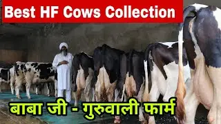 भैंसों के साथ साथ बाबा जी के पास हैं शानदार HF गायों का भी Collection - Guruwali Farm #hf #cow