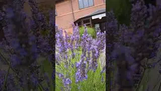 A video showcasing a single lavender blossom, a delightful glimpse of nature's charm.