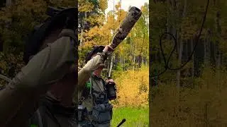 Bugling in the aspens #hunting#mountains#elk#wapiti