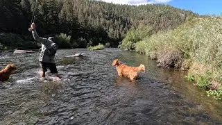 Insane Trico Hatch With Big Hungry Fish!!! (Fly Fishing Colorado)