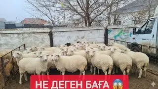НЕ ДЕГЕН ТӨМЕН БАҒА, ҚОЙ ЕШКІ ТОҚТЫ ҚОШҚАР БАҒАЛАРЫ.