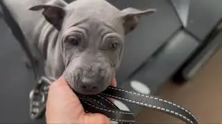 Thai Ridgeback Puppy  | Treadmill Training | Stage 1 -  Introduction