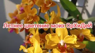 Не вышедшее видео - Летнее цветение ОрХиДеЙ в лучах СОЛНЦА ☀️ (первое домашнее цветение) #орхидеи