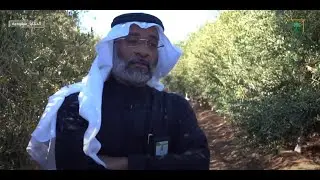 قصة زراعة الزيتون مع الرئيس التنفيذي لشركة الجوف المهندس مازن باداود #حكايا_سعودية @SaudiChannelOne