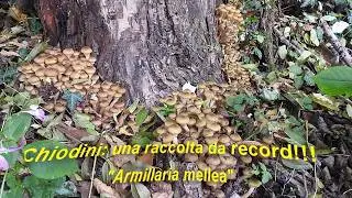 CHIODINI : una raccolta da record!!!