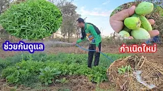 สุดอึ้ง! ถึงเจ้าตัวไม่อยู่..เราก็ช่วยกันดูแล สวนผักท้ายทุ่งนามีอะไรขึ้นใหม่