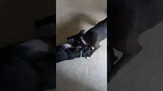 Full 2 dog play session from beginning to end.
