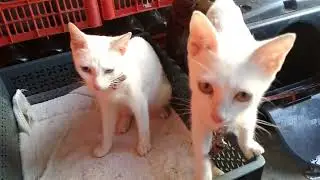 GOLD & BLUE EYES KHAO MANEE CATS LOOKING AT ME💙👀💛