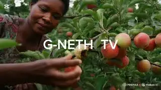 Best African tale of Rotten 🍏 apple edited by Nyongbela kenneth based on a true story 