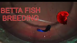 #bettabreeding, #fishkeepingtips
