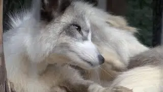 Abandoned pets and animals find safety from the frontlines in Ukraine