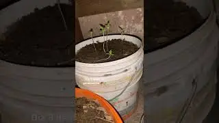 #germicidallamp #fyp #fypppppppppppppppppppppppppppppppppppppppppppppppppppppppppppppppppppppp